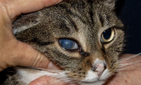 Symptoms & What They Mean - Page 9 | PetMD